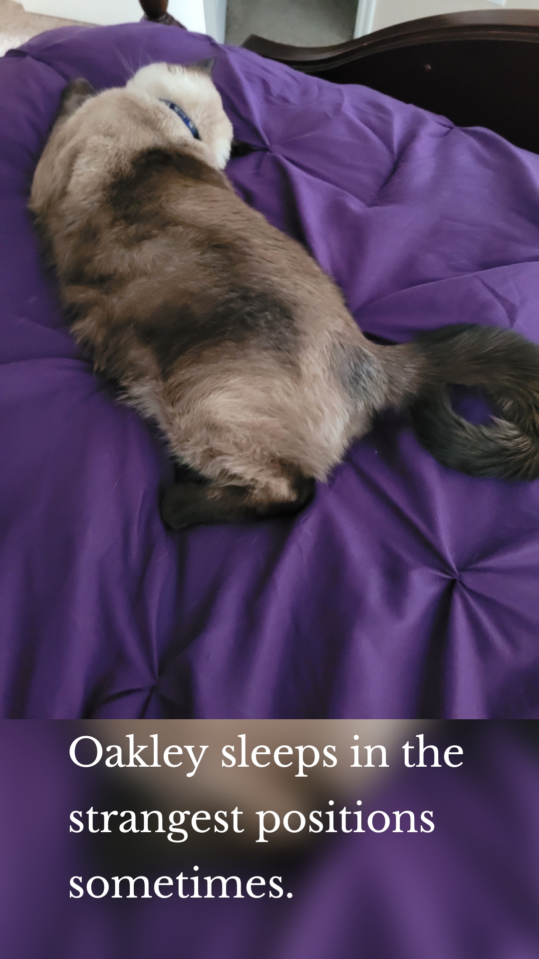 Oakley sleeps in the strangest positions sometimes.