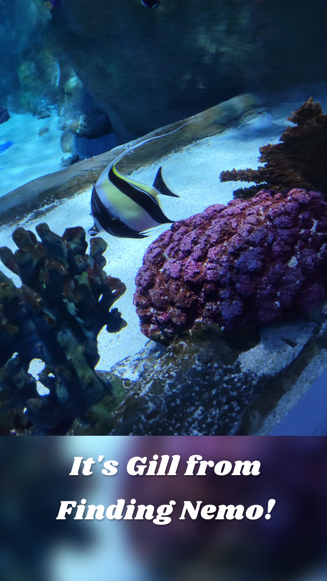 It's Gill from Finding Nemo!